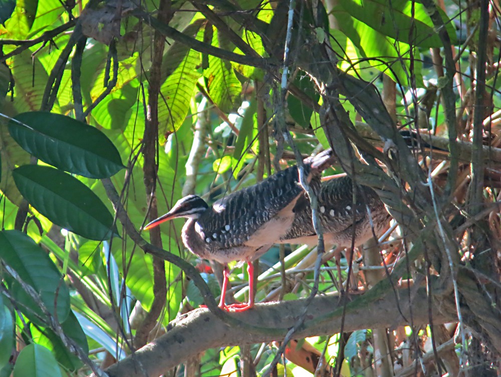 Sunbittern - ML505177261