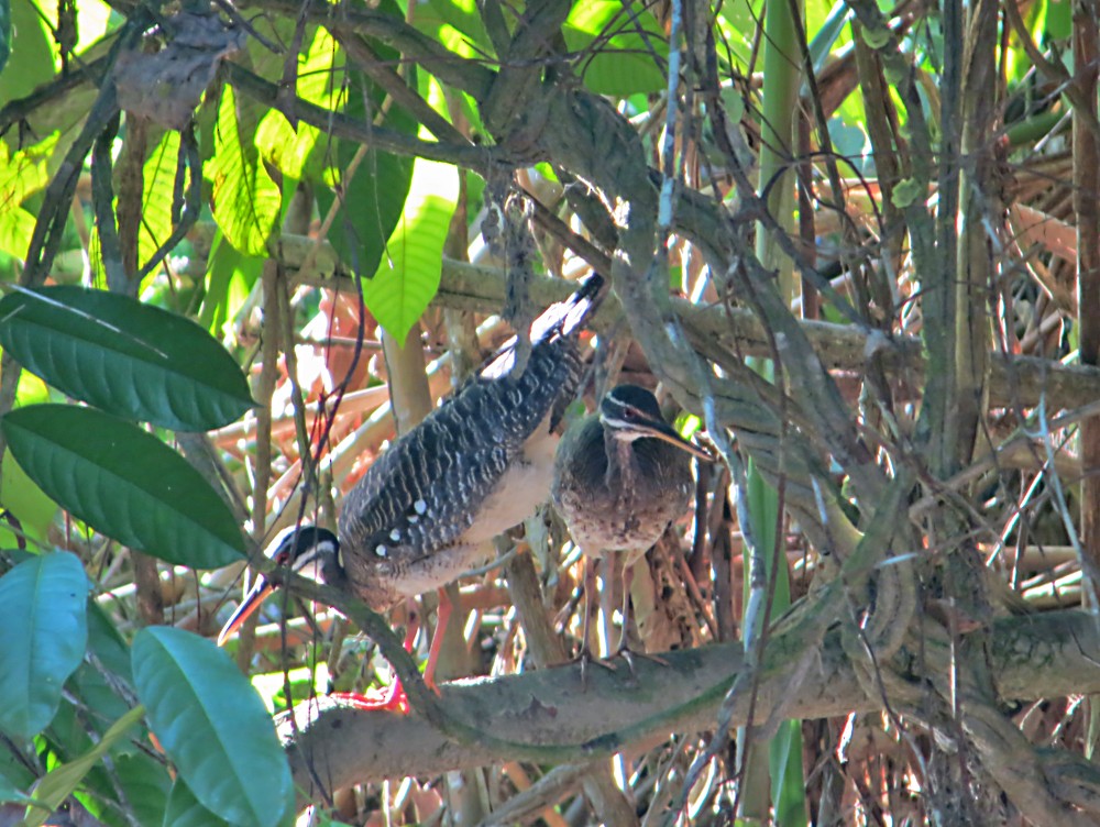 Sunbittern - ML505177271