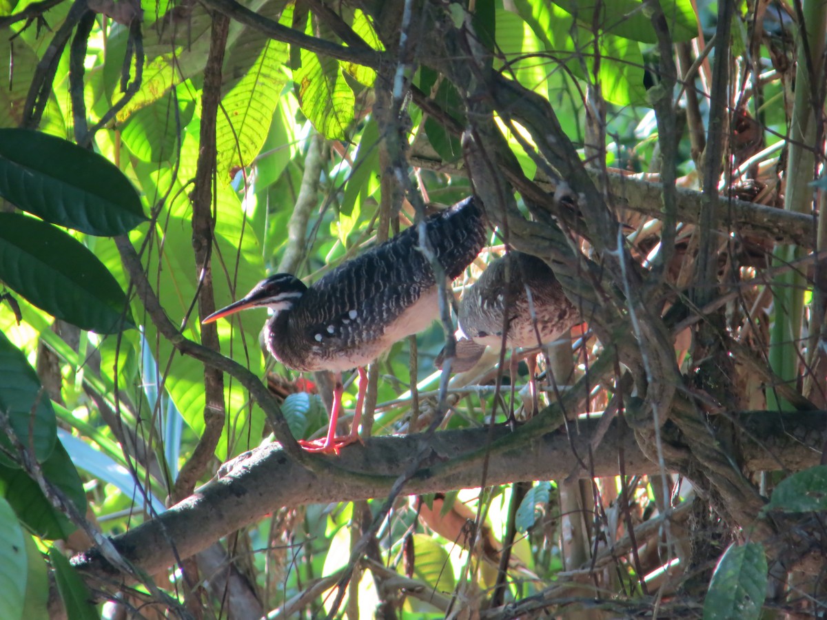 Sunbittern - ML505177291