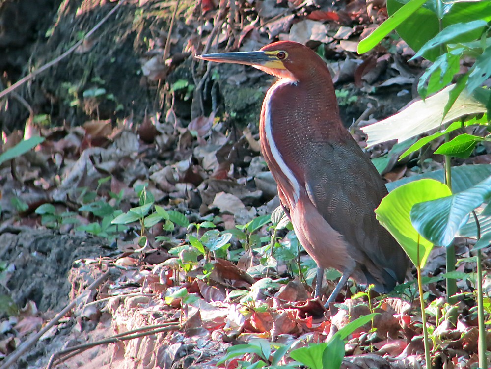 Rufescent Tiger-Heron - ML505177441