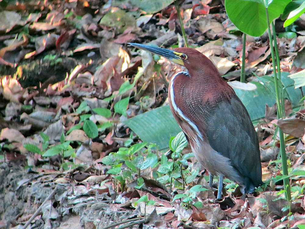 Rufescent Tiger-Heron - ML505177451