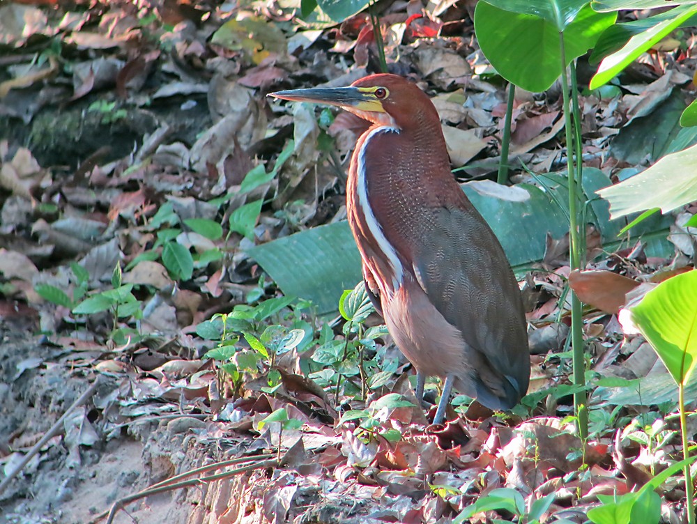 Rufescent Tiger-Heron - ML505177461