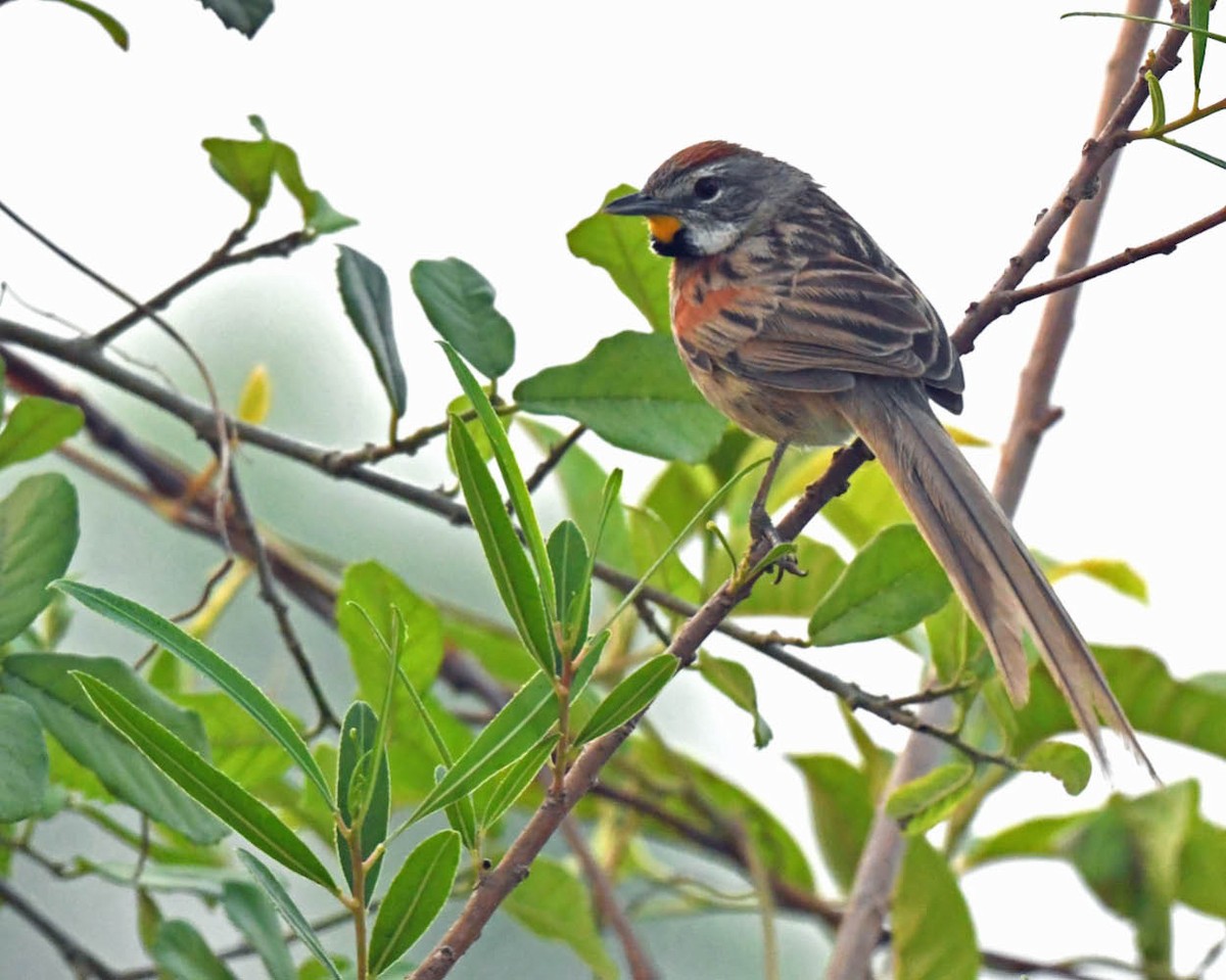 Chotoy Spinetail - ML505177471