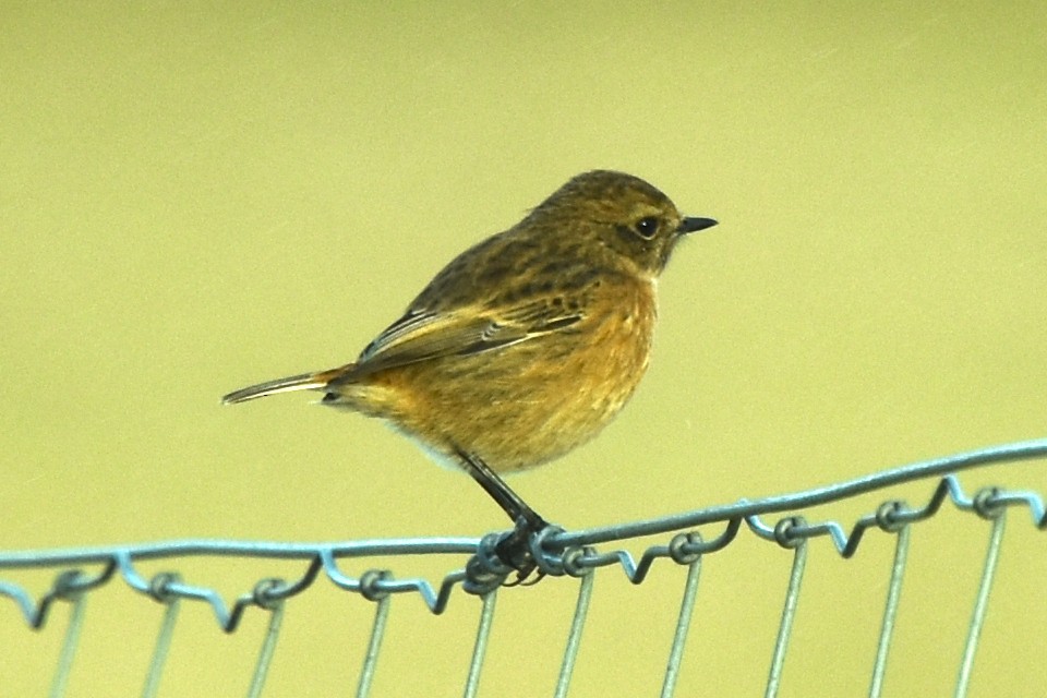 European Stonechat - ML505177961