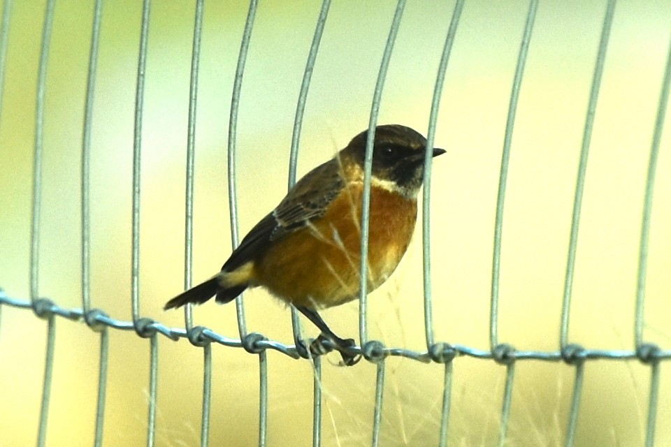 European Stonechat - ML505177971