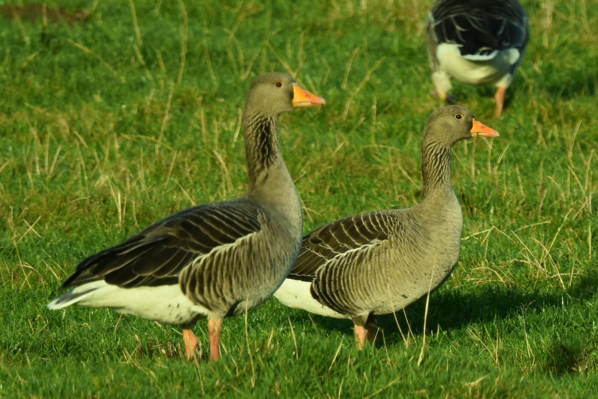 Graylag Goose - ML505178021