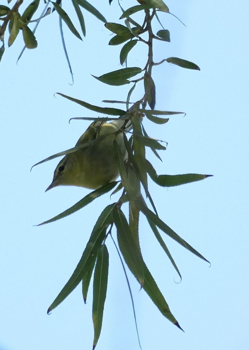 Tennessee Warbler - ML505178051