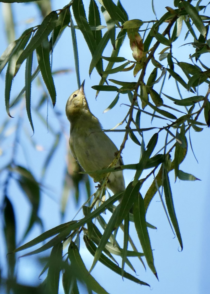 Tennessee Warbler - ML505178061