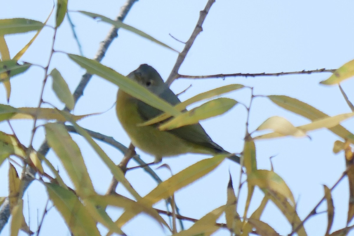 Nashville Warbler - ML505178111