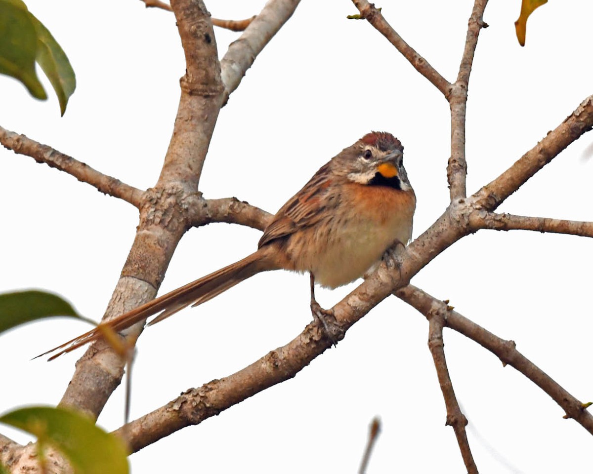 Chotoy Spinetail - ML505178541