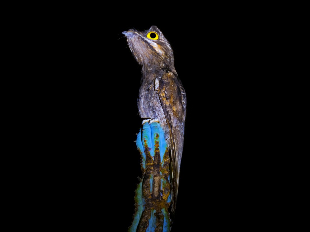 Common Potoo - ML505178961