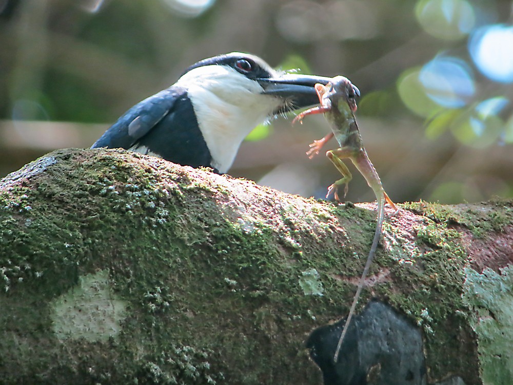 White-necked Puffbird - Jean Iron