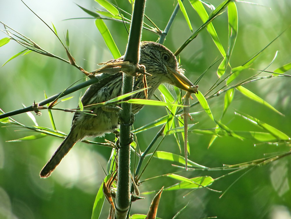 Western Striolated-Puffbird - Jean Iron