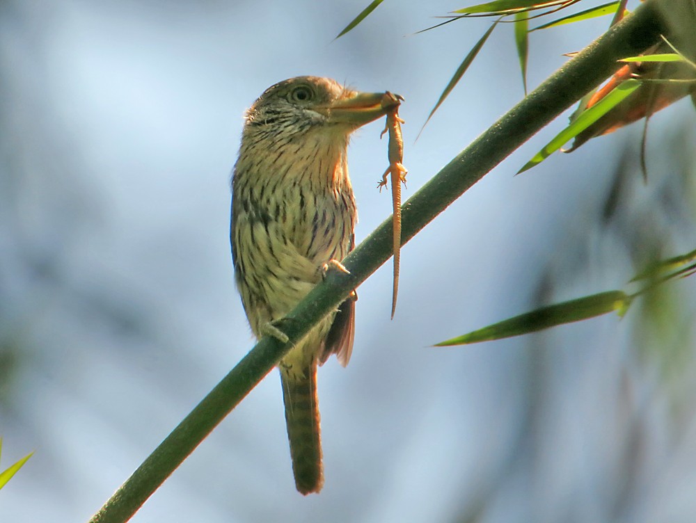 Western Striolated-Puffbird - Jean Iron