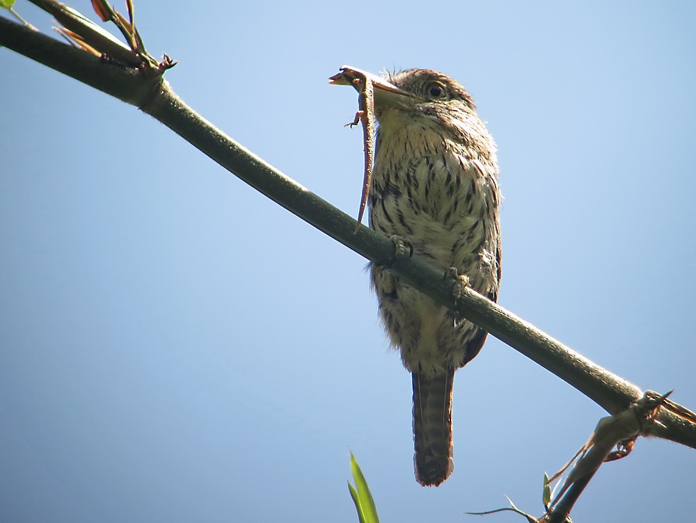 Western Striolated-Puffbird - ML505179681