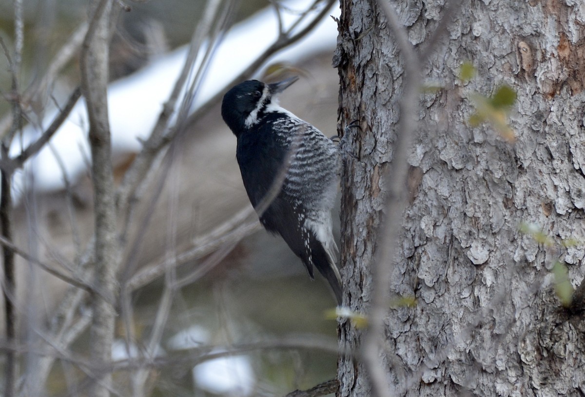 Black-backed Woodpecker - ML505180521