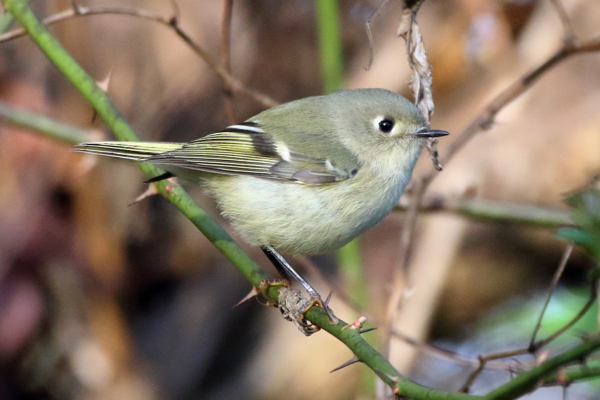 Ruby-crowned Kinglet - John Manger