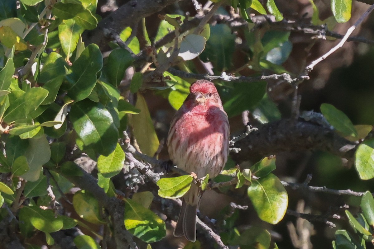 House Finch - ML505182071