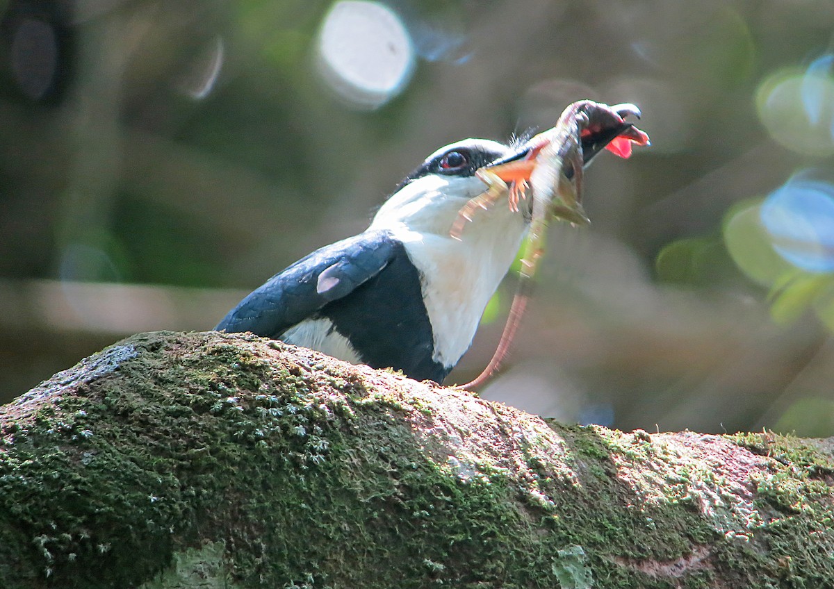 White-necked Puffbird - Jean Iron