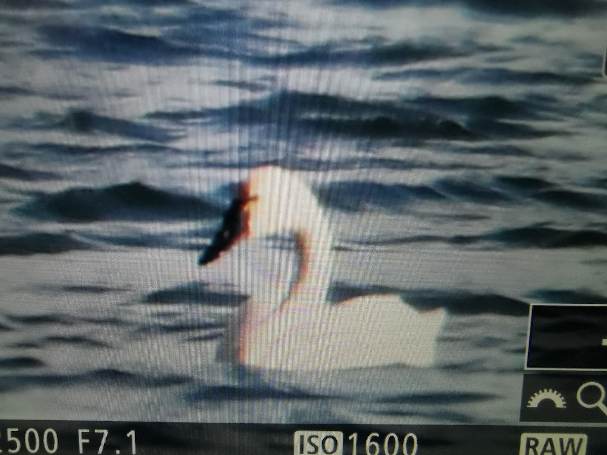 Tundra Swan (Whistling) - ML505183251