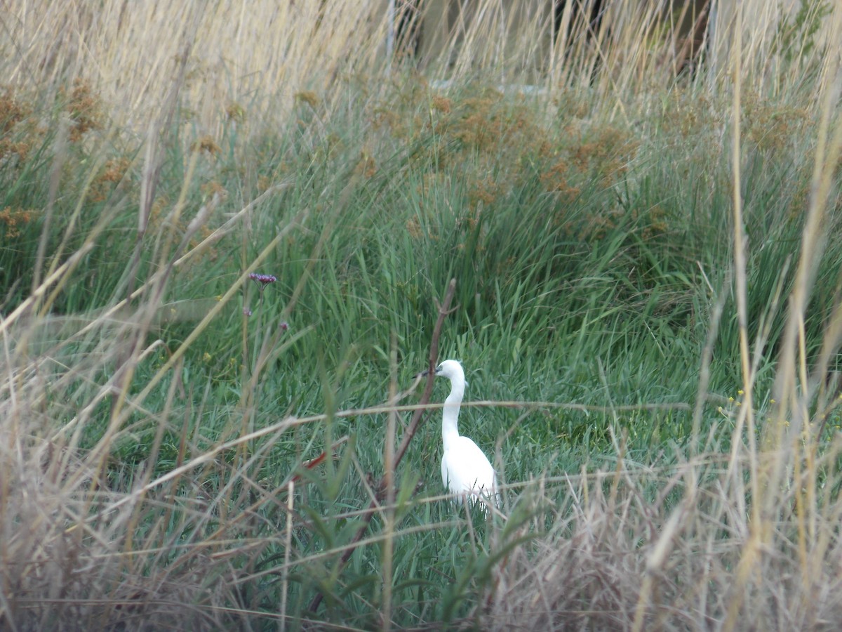 Хурган дэглий - ML505184151