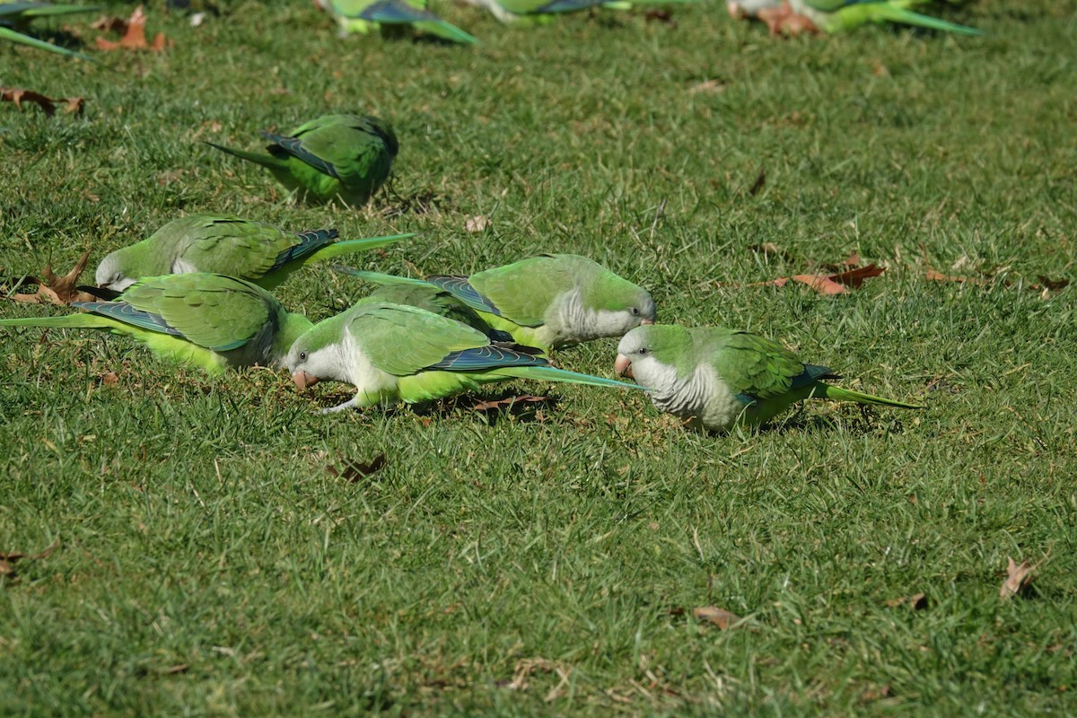 Monk Parakeet - ML505184311