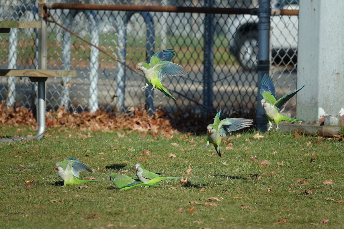 Monk Parakeet - ML505184511