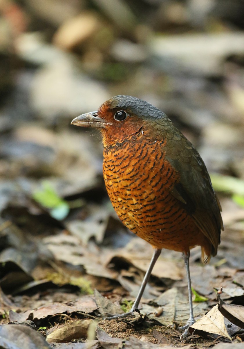 Giant Antpitta - ML50518501