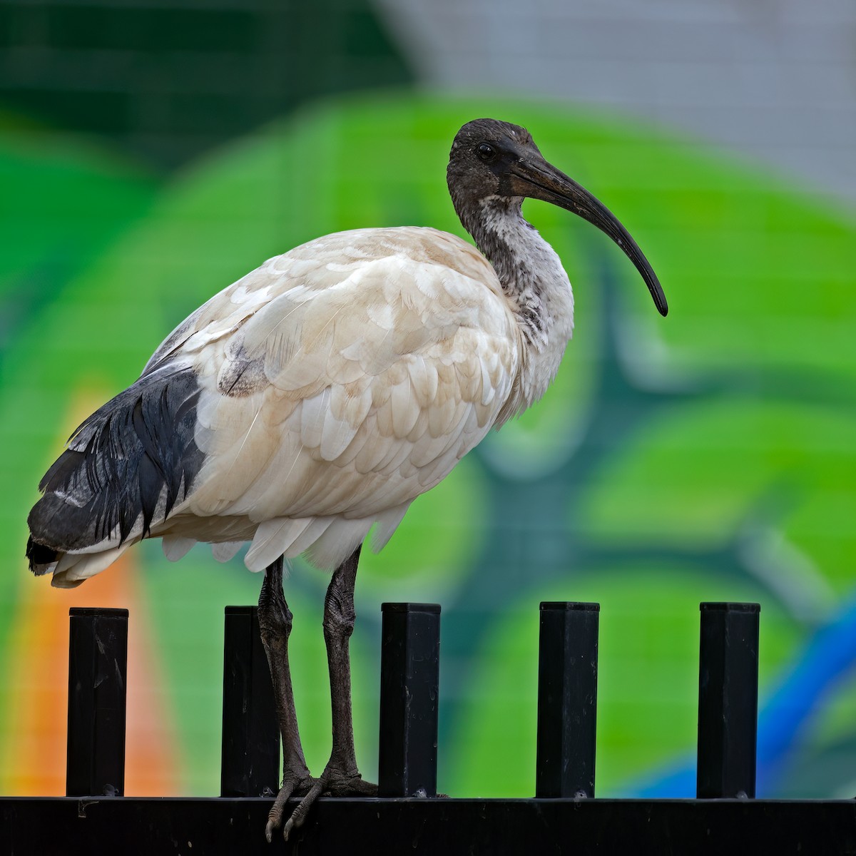 Australian Ibis - Sue&Gary Milks