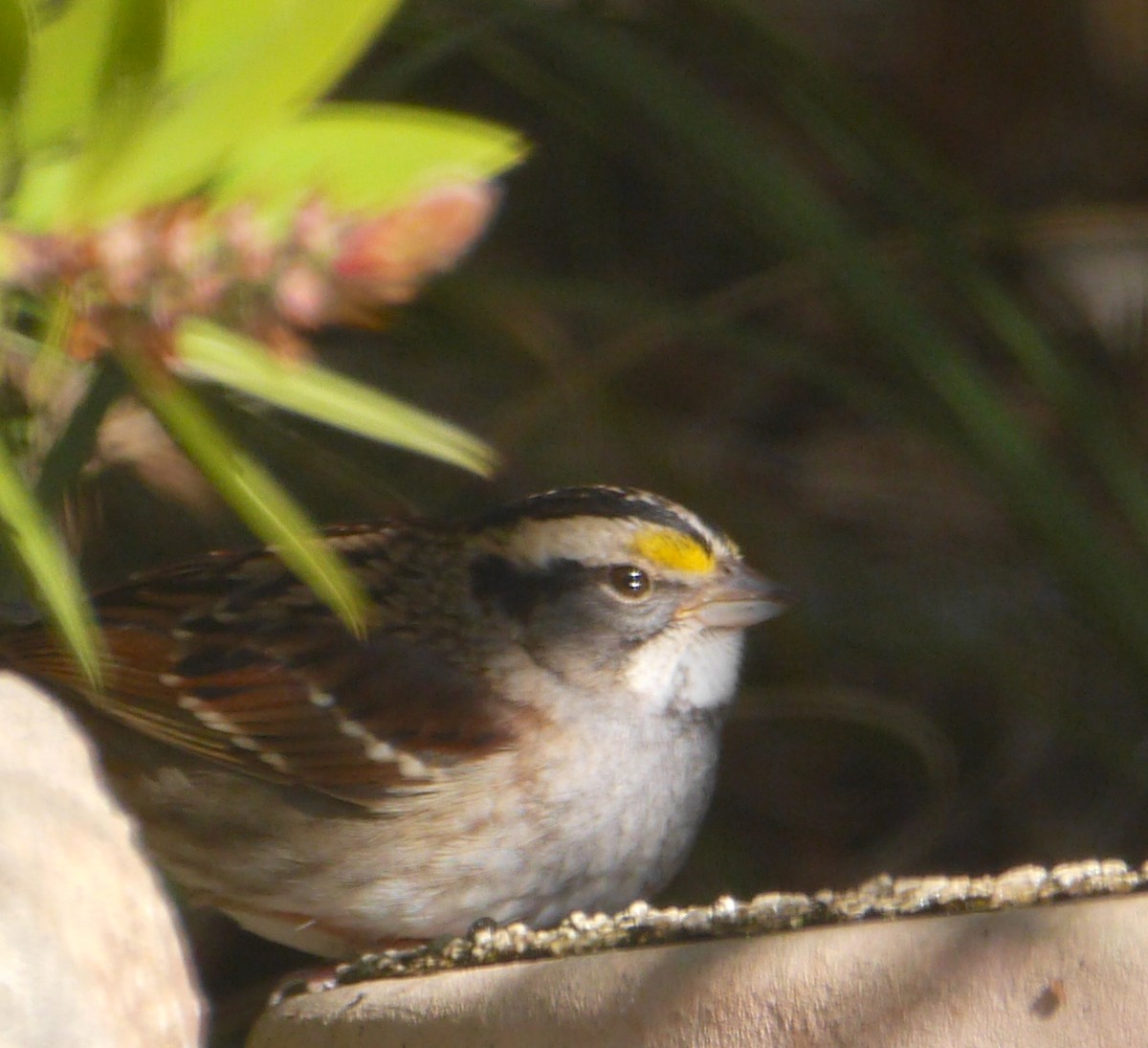 White-throated Sparrow - Gordon Beebe