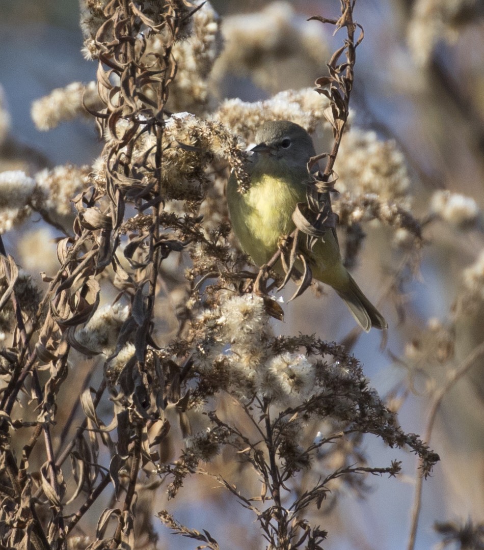 Orange-crowned Warbler - ML505186771