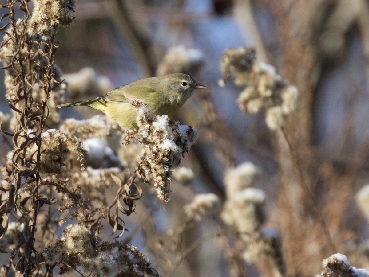 Orange-crowned Warbler - ML505186781