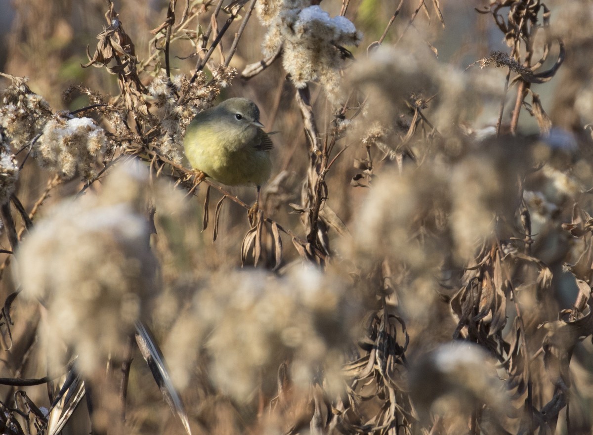 Orange-crowned Warbler - ML505186791