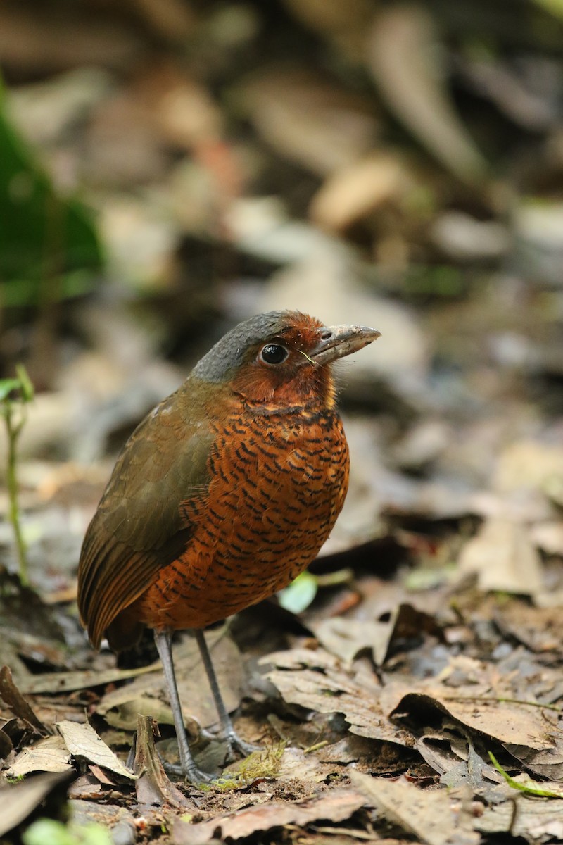 Giant Antpitta - ML50518691