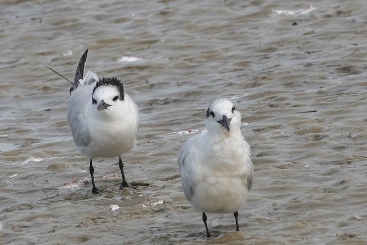 Sandwich Tern - ML505189381