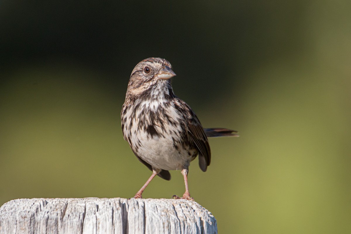 Song Sparrow - ML505189671