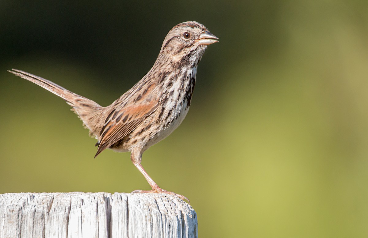 Song Sparrow - ML505189681