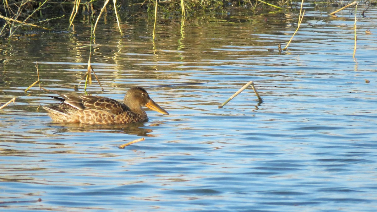 Northern Shoveler - ML505190361