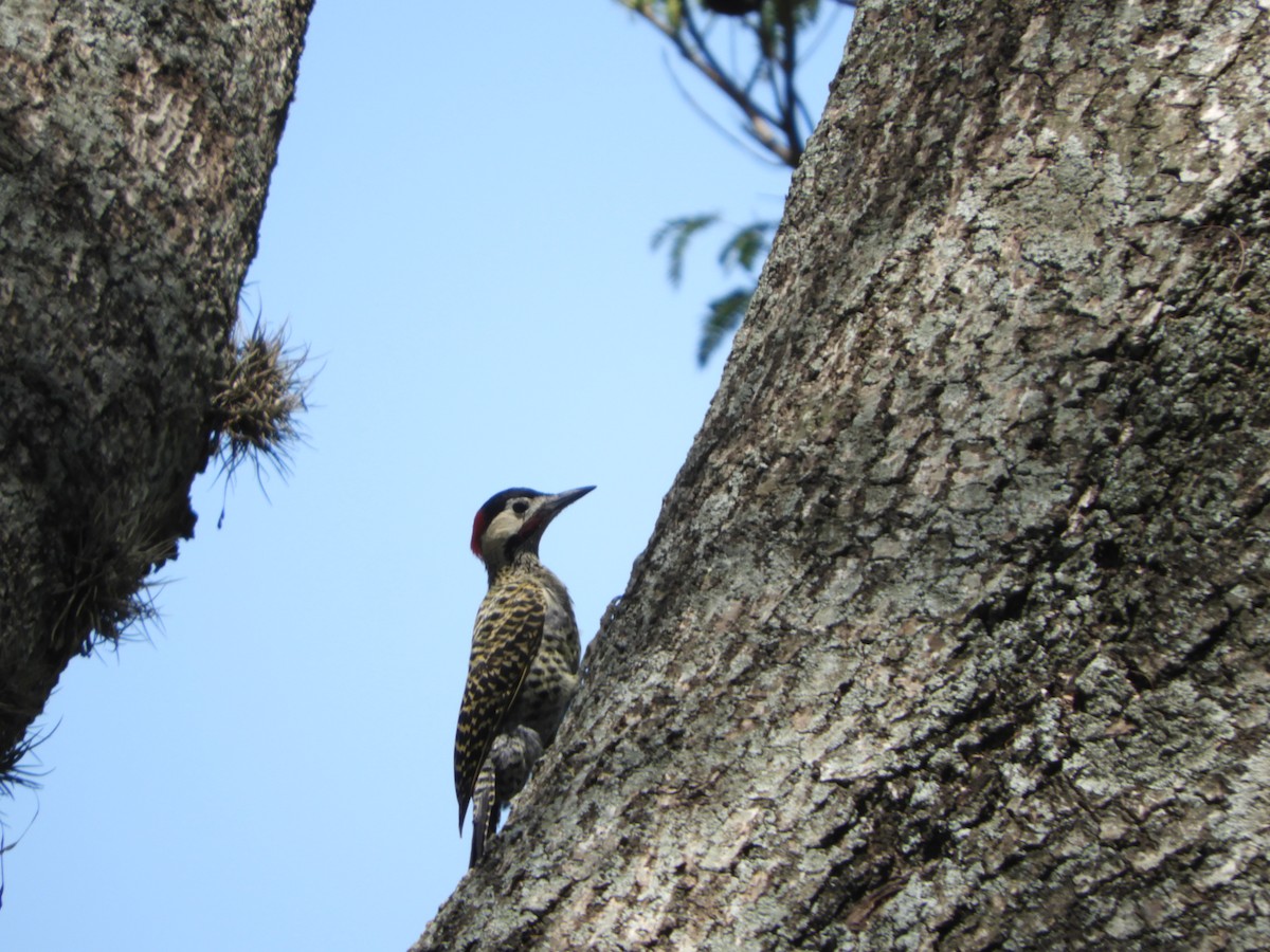 Green-barred Woodpecker - Silvia Enggist