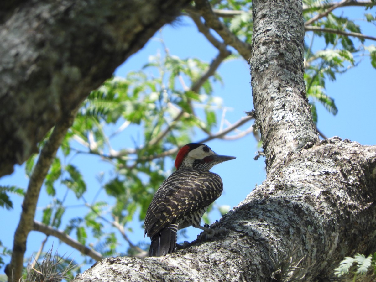 Green-barred Woodpecker - Silvia Enggist