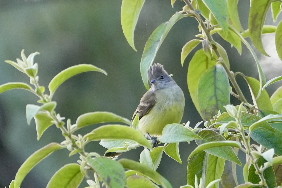 Yellow-bellied Elaenia - ML505191491