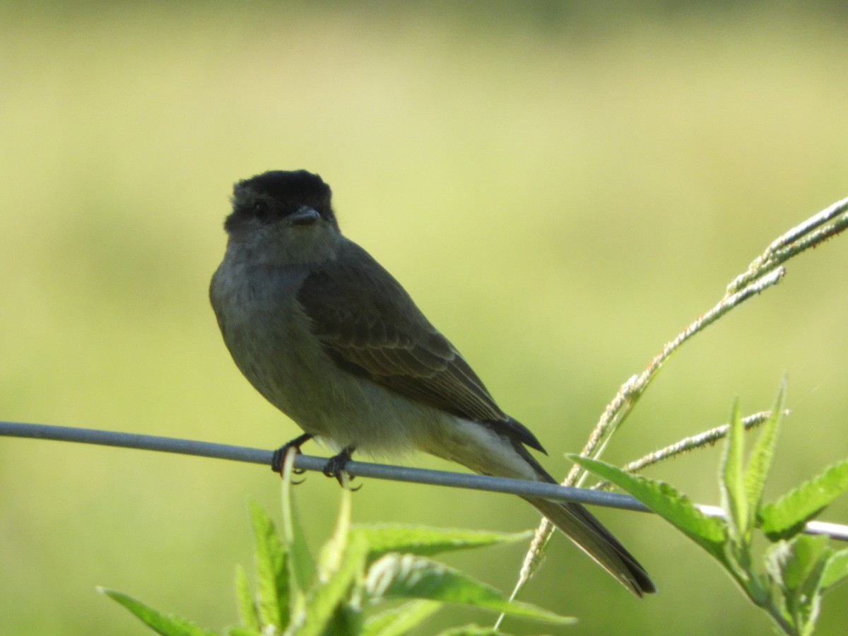 Crowned Slaty Flycatcher - Silvia Enggist