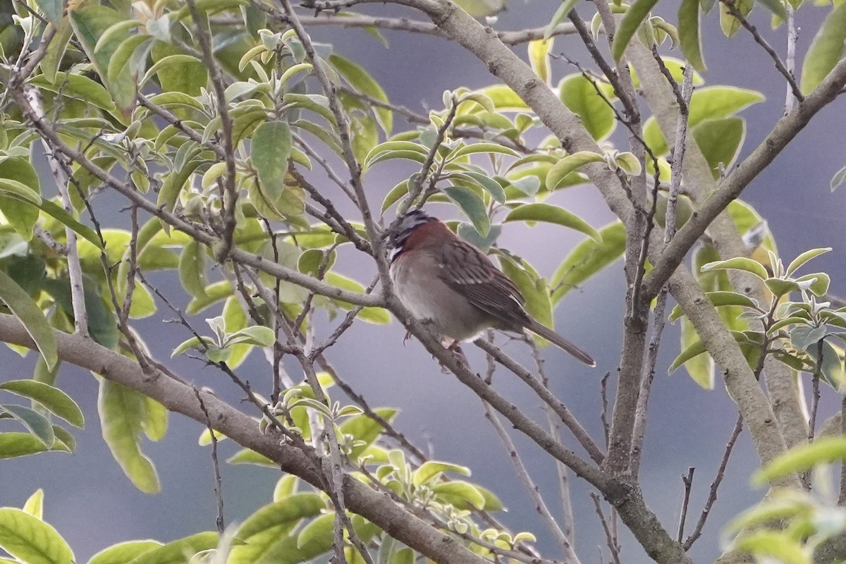 Rufous-collared Sparrow - ML505191731