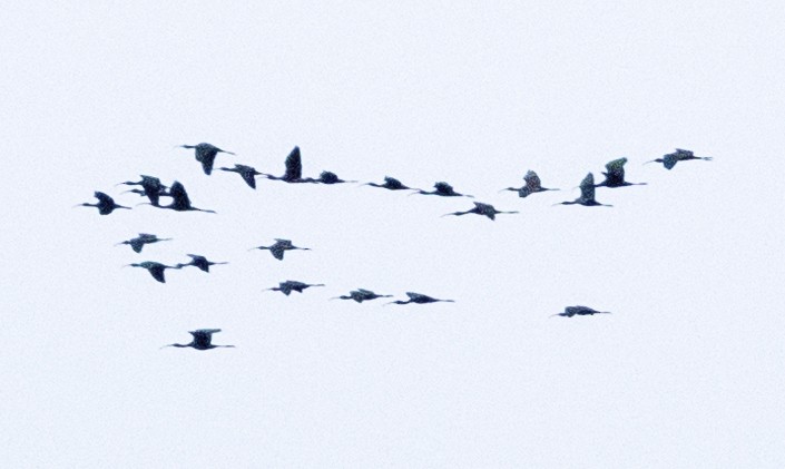 White-faced Ibis - Scott Young