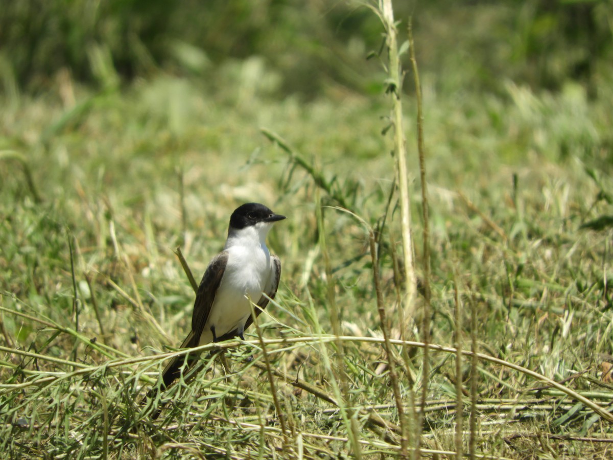 Fork-tailed Flycatcher - ML505191871