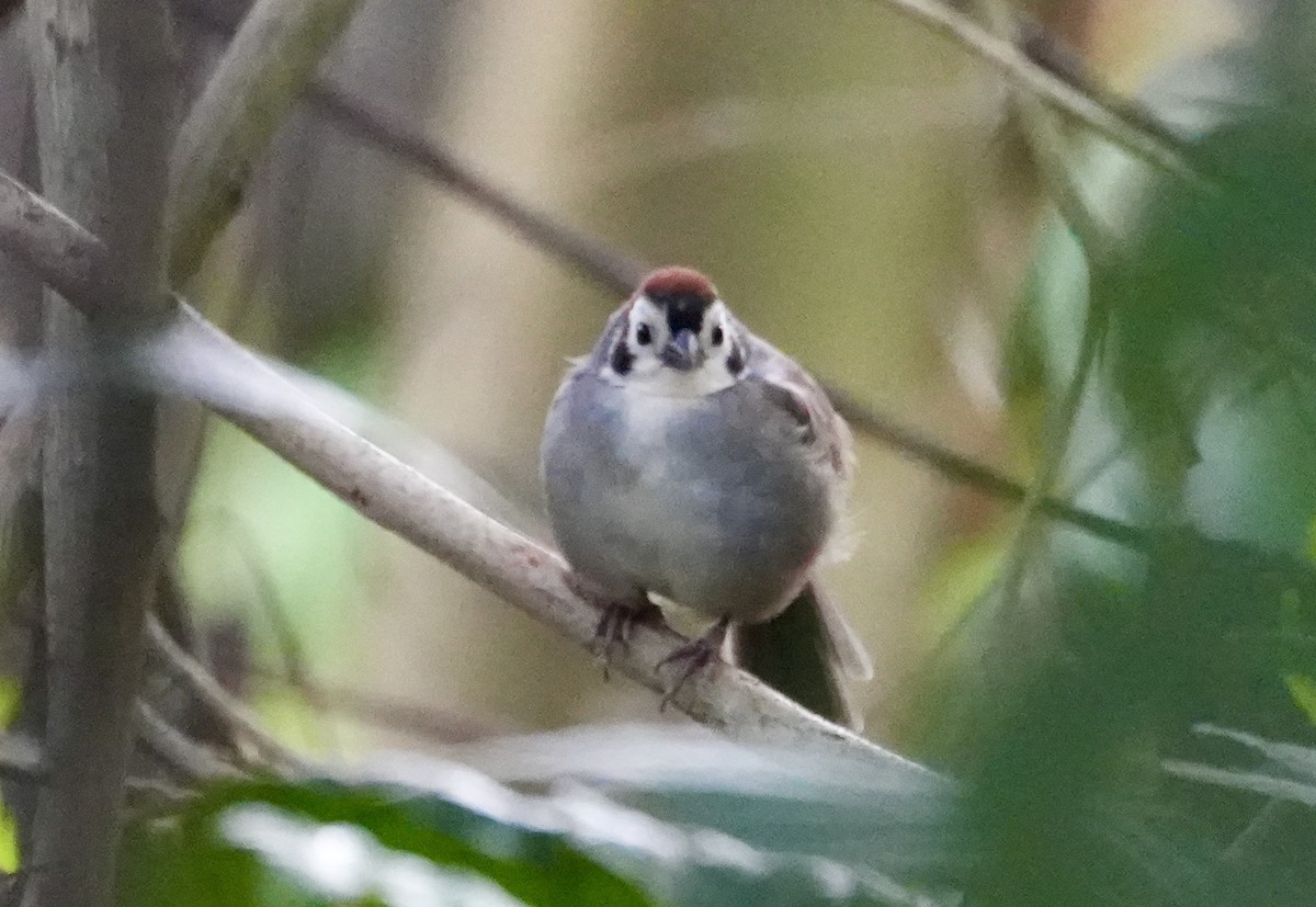 White-faced Ground-Sparrow - ML505192061