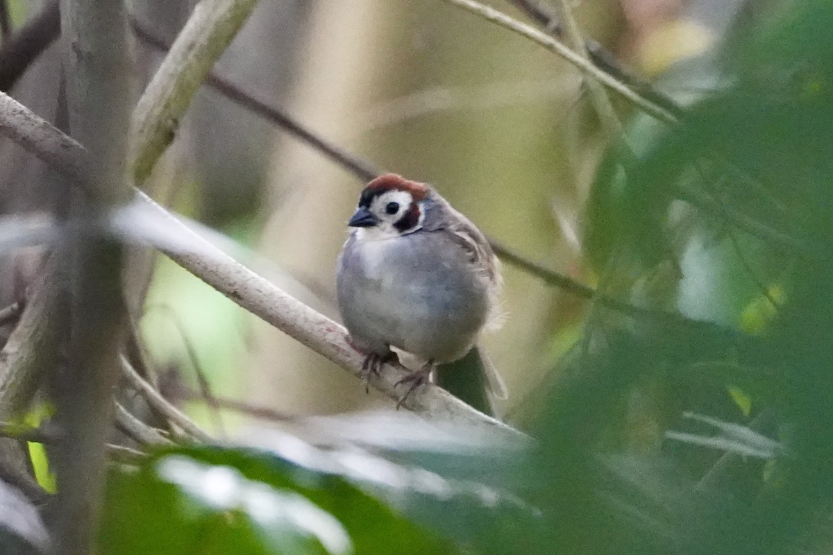 White-faced Ground-Sparrow - ML505192071