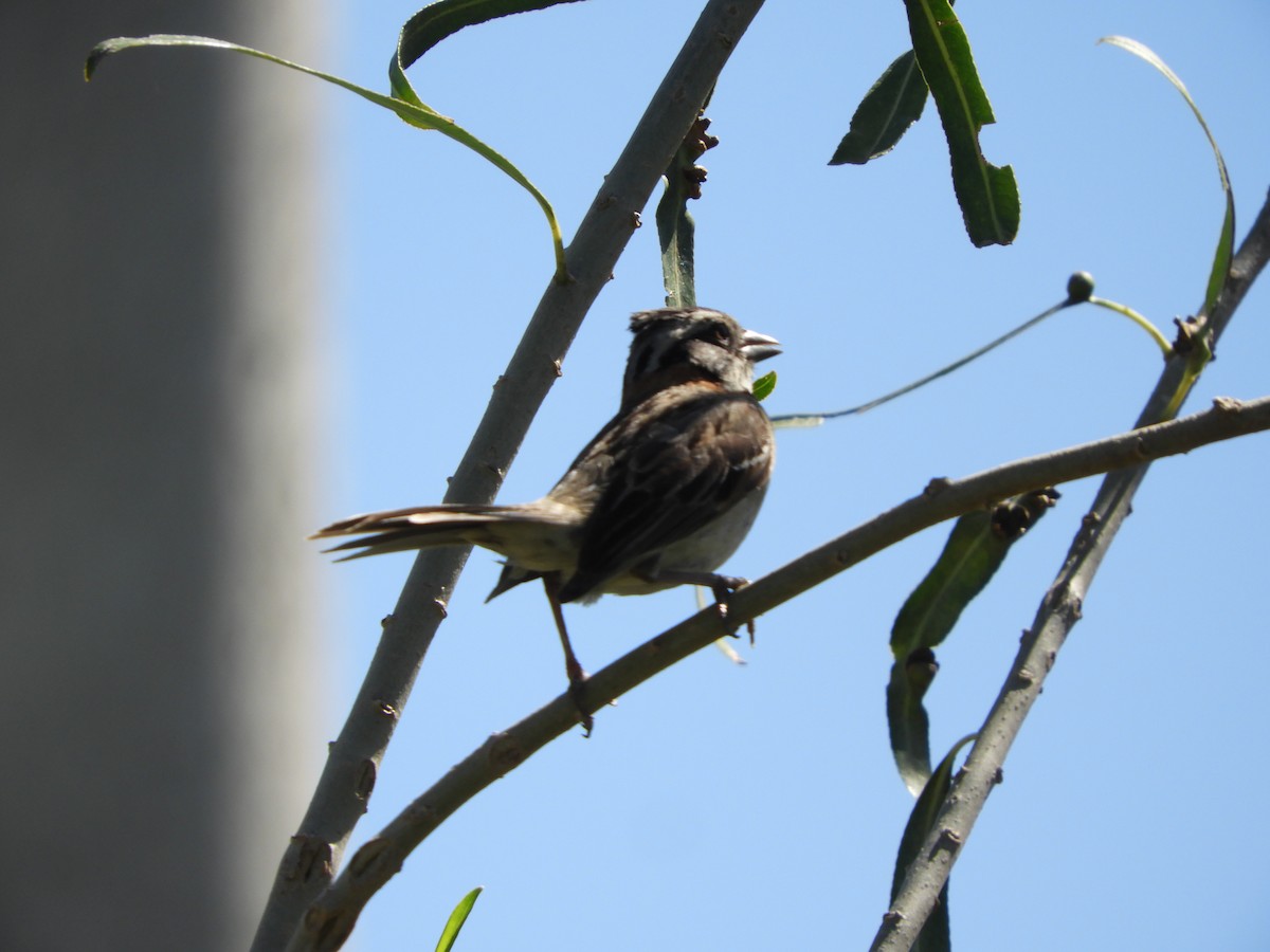 Rufous-collared Sparrow - ML505192771