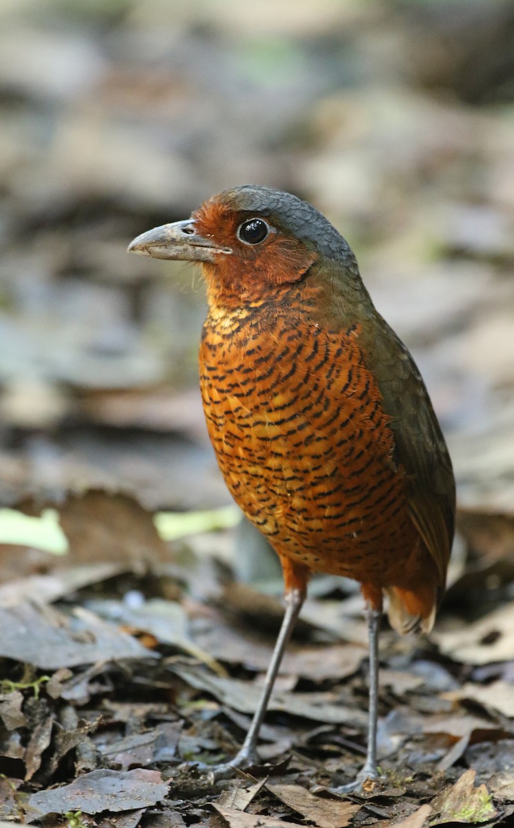 Giant Antpitta - ML50519561