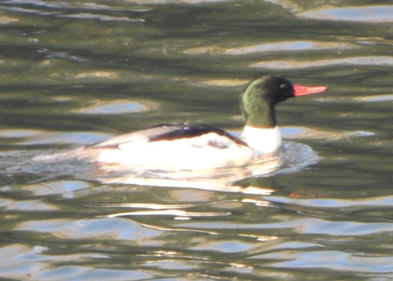 Common Merganser - Andy Frank